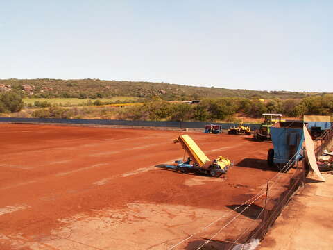 Image of rooibos