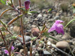 Imagem de Galeopsis angustifolia Ehrh. ex Hoffm.