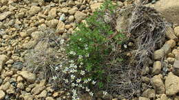 Sivun Cherleria marcescens (Fernald) A. J. Moore & Dillenb. kuva