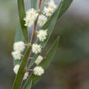 Image de Acacia baeuerlenii Maiden & R. T. Baker