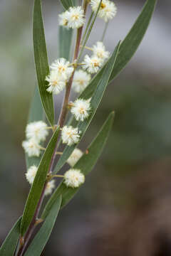 Image of Acacia baeuerlenii Maiden & R. T. Baker