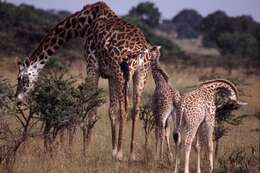 Image of Giraffe