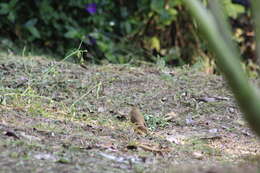 Image of Machetornis rixosa flavigularis Todd 1912