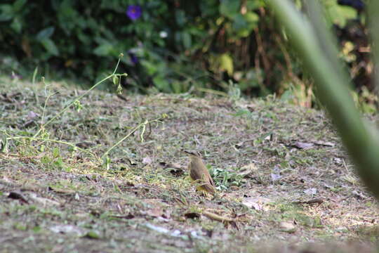 Machetornis rixosa flavigularis Todd 1912的圖片