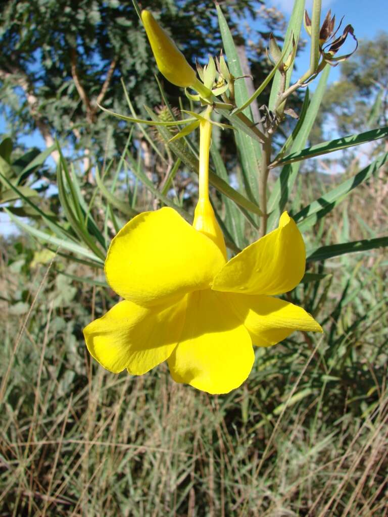 Image of Golden Trumpet or Buttercup Flower