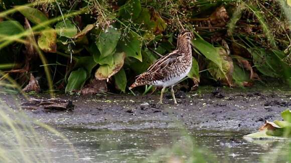 Image de Gallinago gallinago gallinago (Linnaeus 1758)