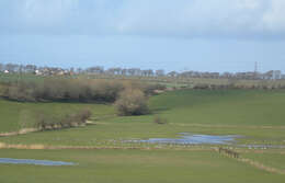 Imagem de Anser brachyrhynchus Baillon 1834