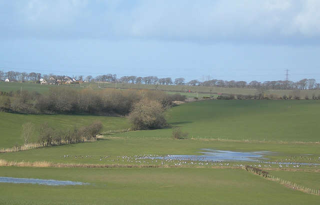 Imagem de Anser brachyrhynchus Baillon 1834