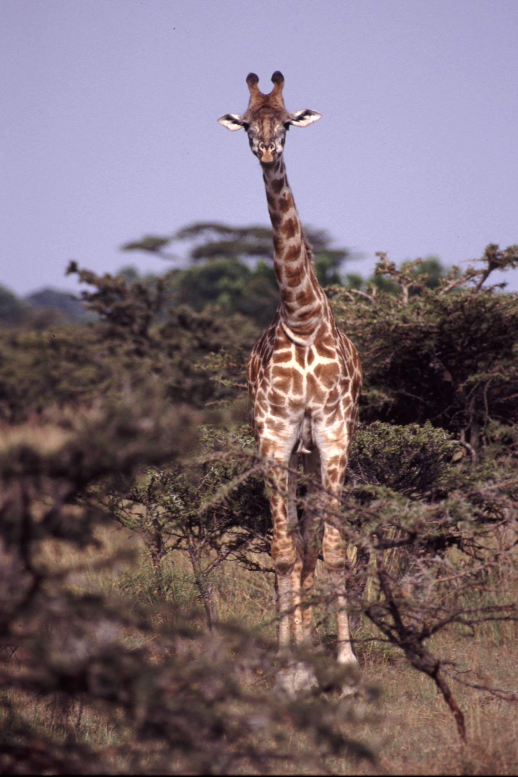 Image of Giraffe