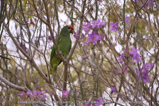 Image of Red-browed Amazon