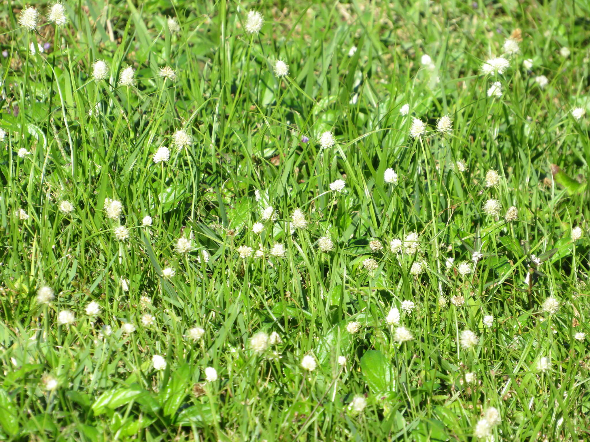 Image de Cyperus richardii Steud.