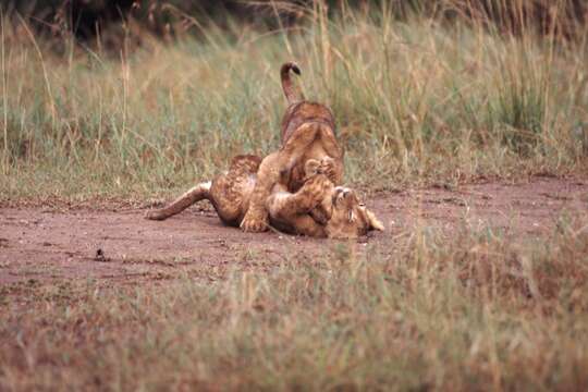 Imagem de Pantherinae