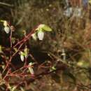 Image of Alaska blueberry