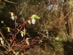 Image of Alaska blueberry