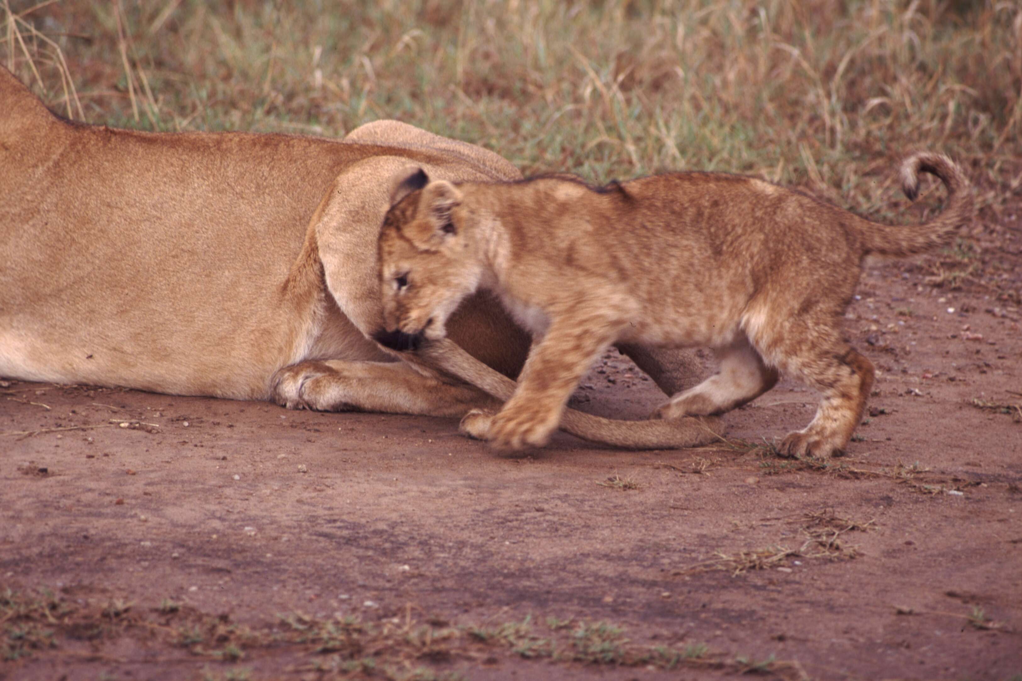 Imagem de Pantherinae