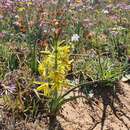 Image of Albuca suaveolens (Jacq.) J. C. Manning & Goldblatt