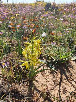 Image of Albuca suaveolens (Jacq.) J. C. Manning & Goldblatt