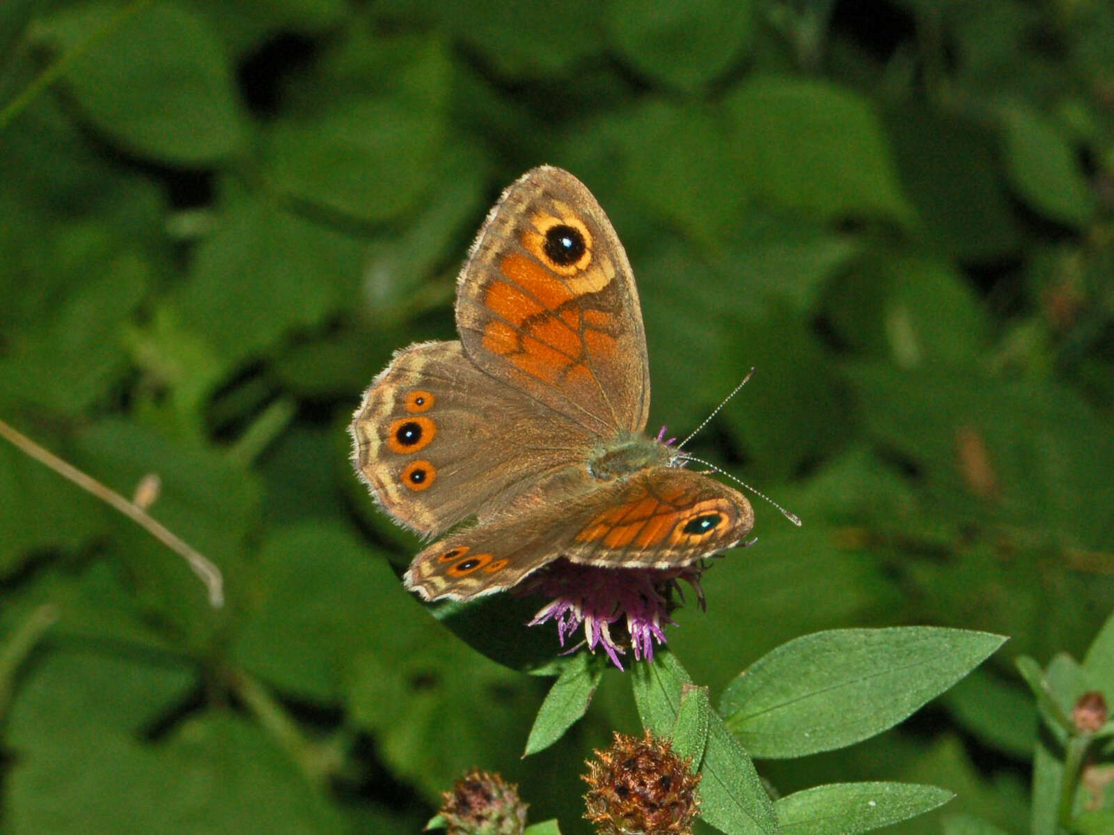 Image of Lasiommata maera