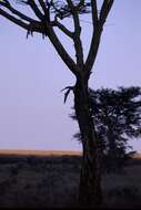 Image of African leopard