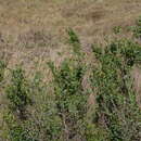 Sivun Searsia zeyheri (Sond.) Moffett kuva
