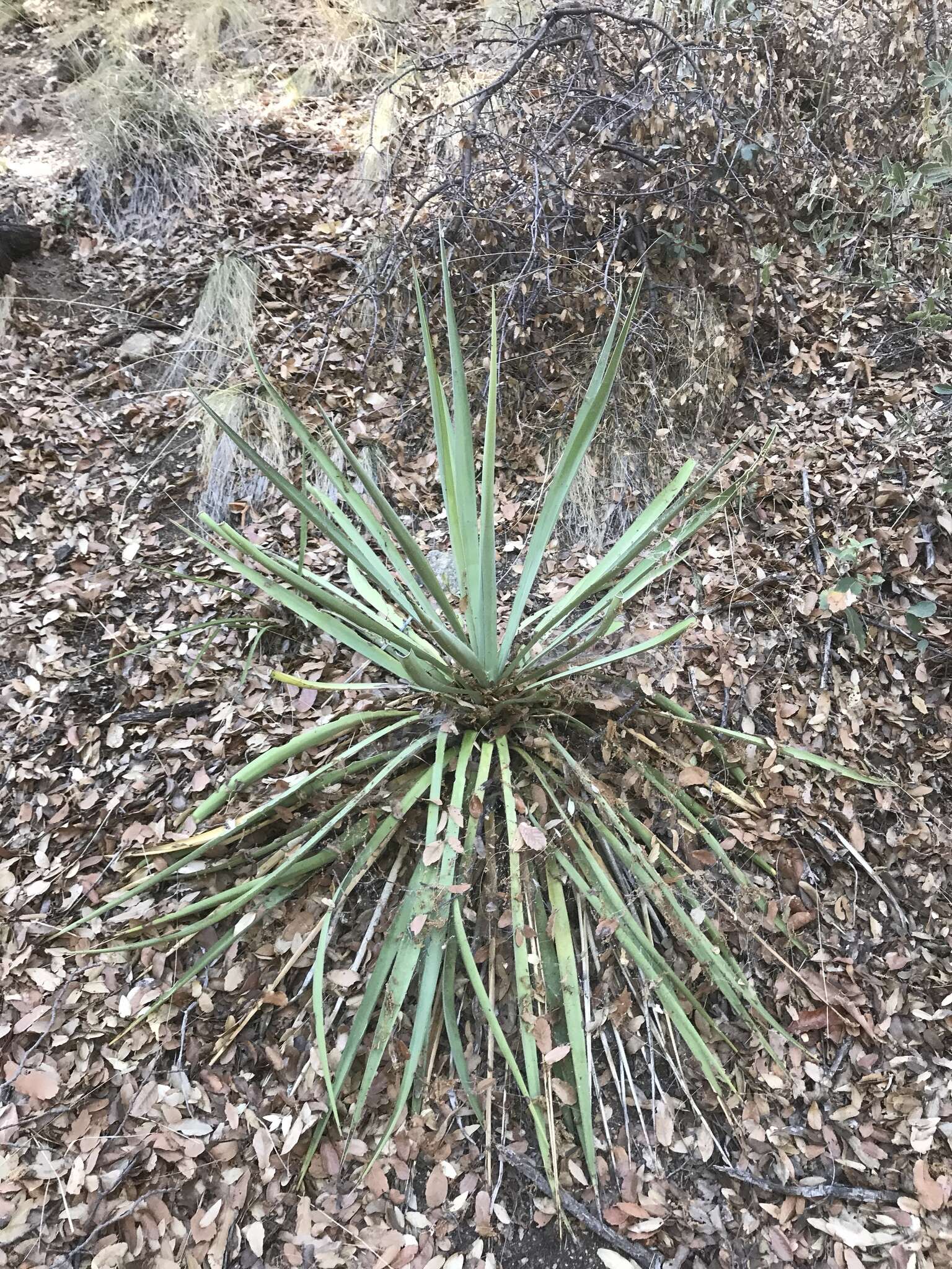 Image of Schott's yucca