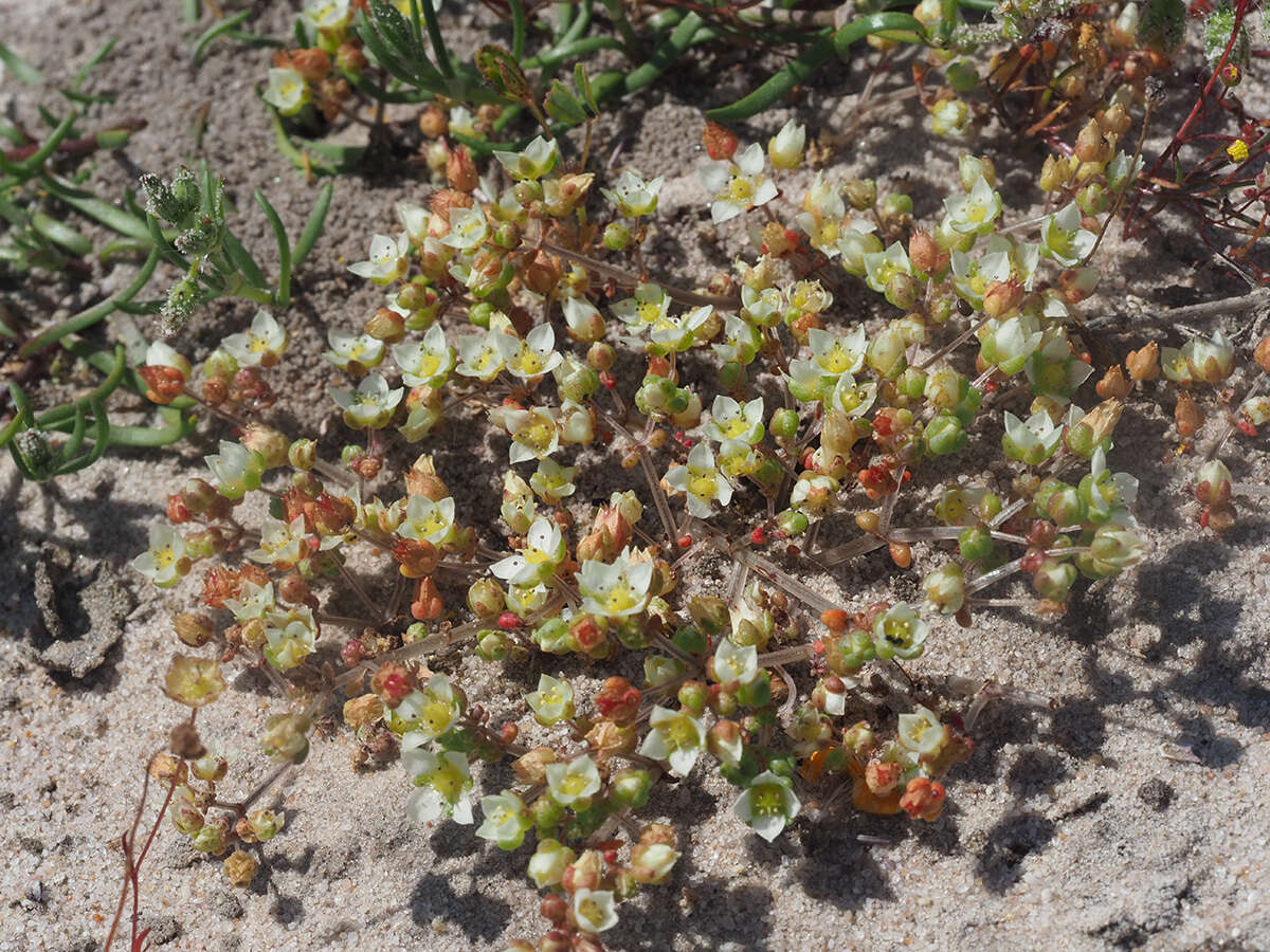 Crassula decumbens var. brachyphylla (Adamson) Tölken resmi