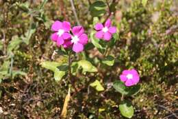 Image of Madagascar periwinkle