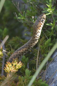 Image of Balkan Whip Snake
