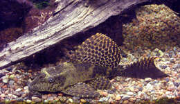 Image of Leopard pleco