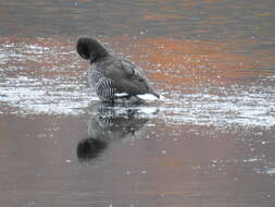 Image of Kelp Goose