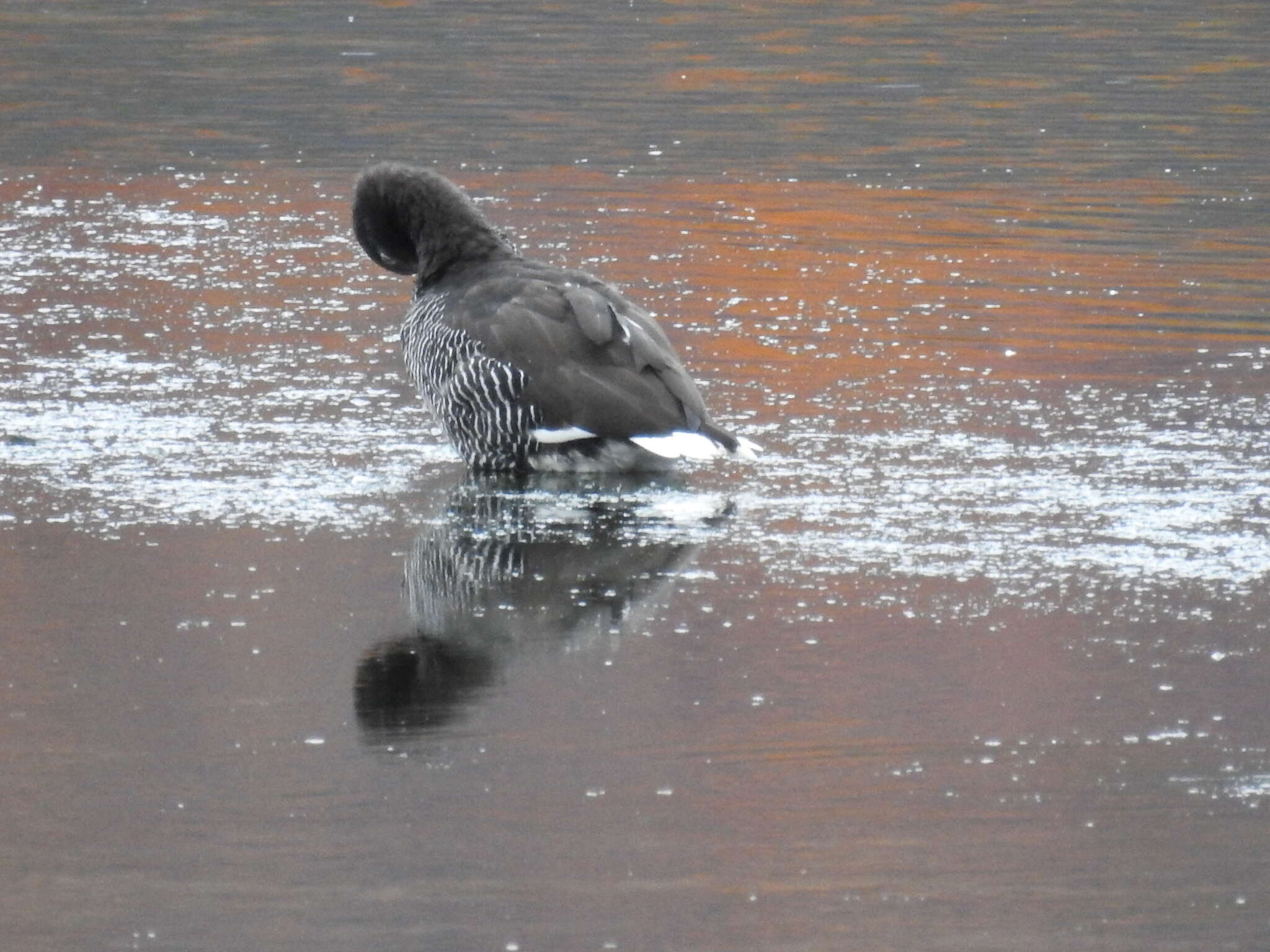 Image of Kelp Goose