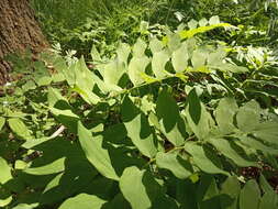 Image of Polygonatum orientale Desf.