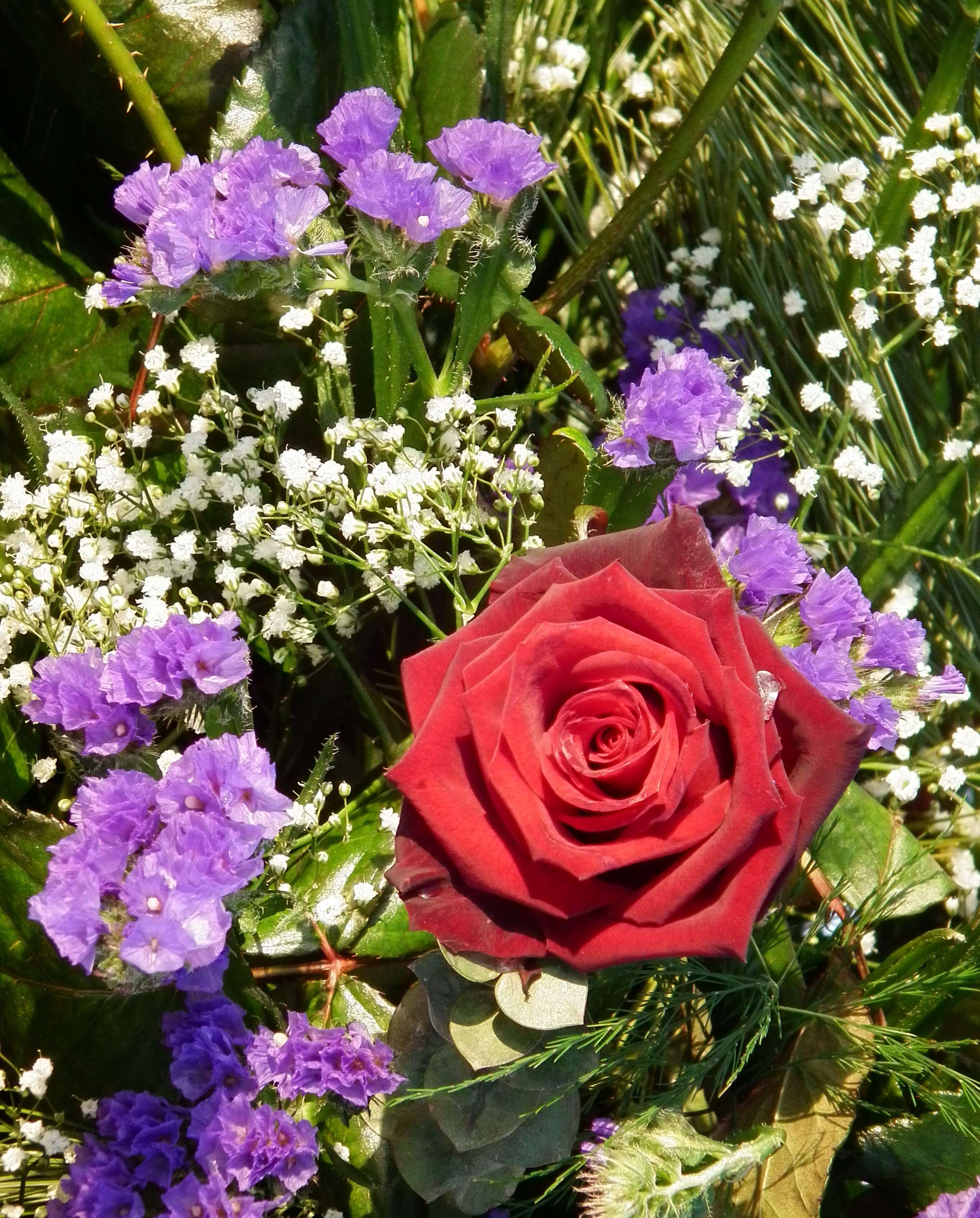 Image de Gypsophila paniculata L.