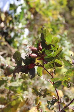 Image of Rosa oxyodon Boiss.