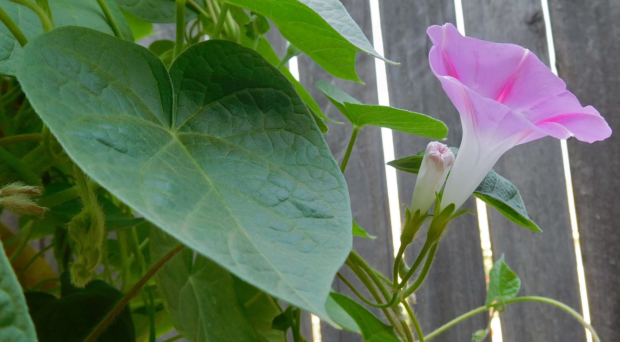 Слика од Ipomoea purpurea (L.) Roth