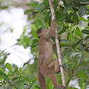 Image of Maranon white fronted capuchin