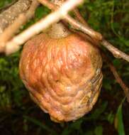 Image of custard apple