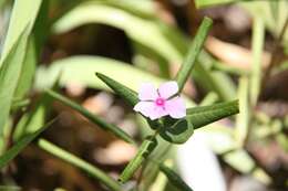 Image de Pervenche de Madagascar