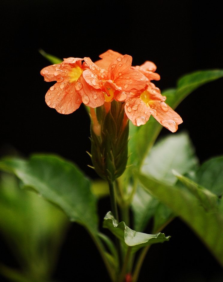 Crossandra Infundibuliformis L Nees Media Encyclopedia Of Life