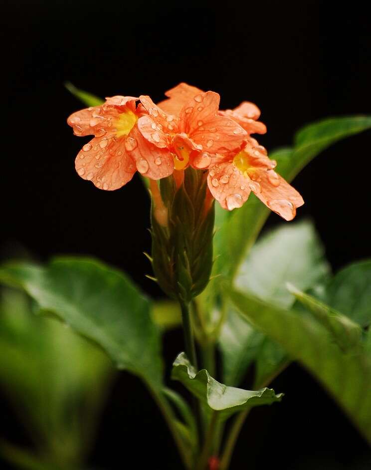 Image of Crossandra infundibuliformis (L.) Nees