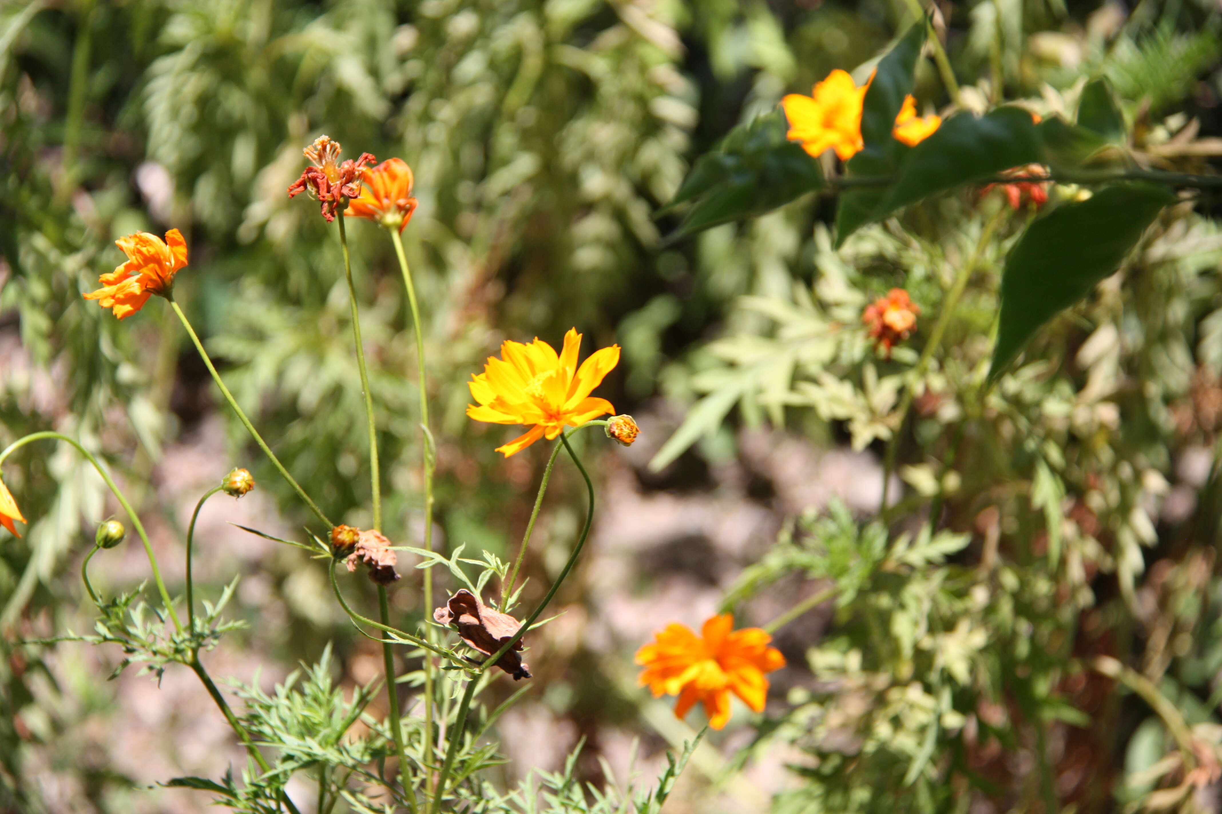 Image of sulphur cosmos