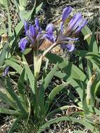 Image of Iris glaucescens Bunge