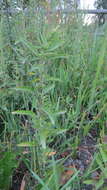 Image of Russian pigweed