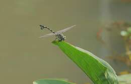 صورة Sinictinogomphus Fraser 1939