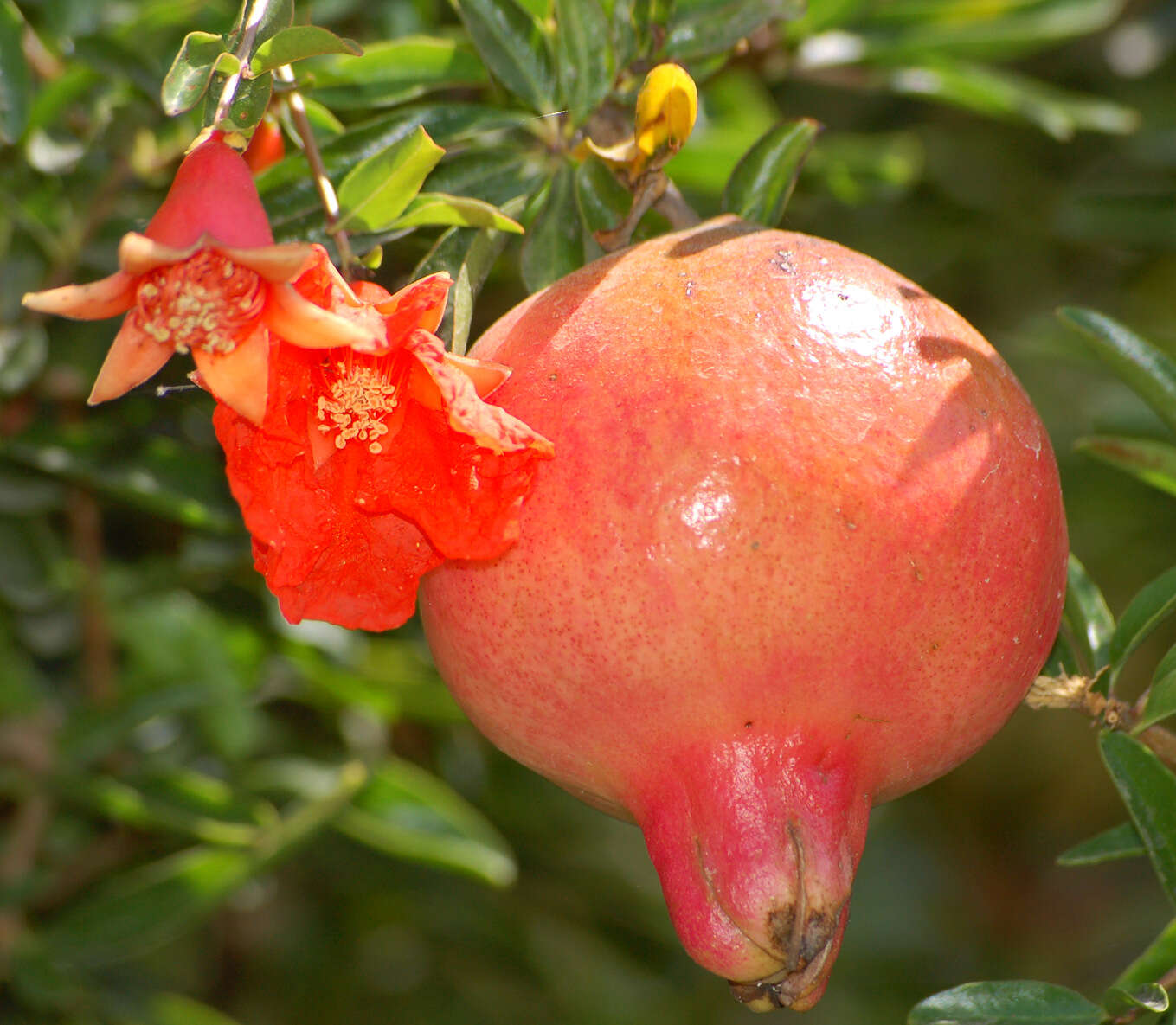 Image of pomegranate