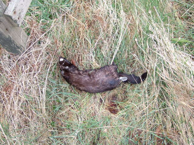 Image of American Mink