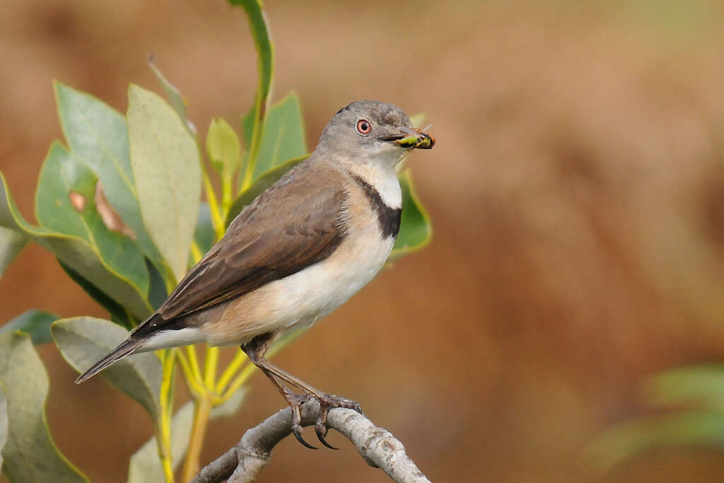 Image of White-fronted Chat