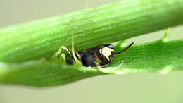 Hylaeus confluens (Smith 1853) resmi