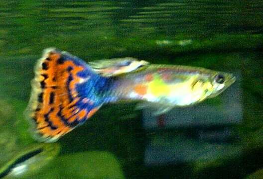 Image of guppy