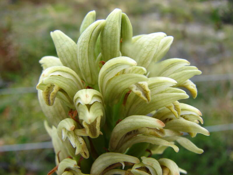 Plancia ëd Chloraea